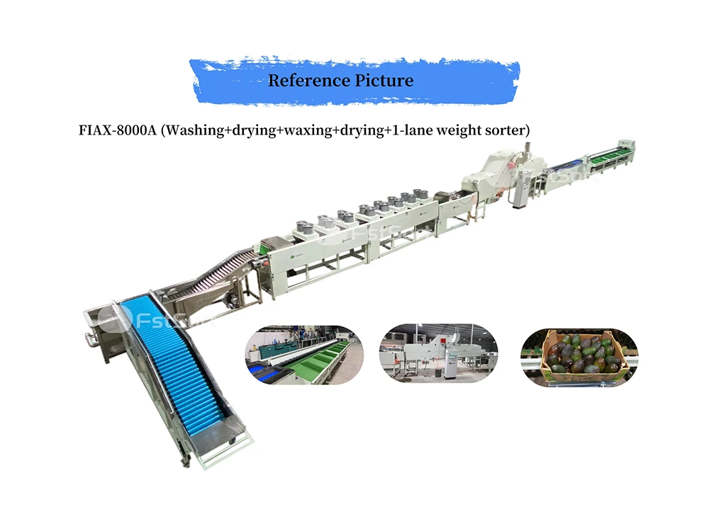 avocado washing drying sorting avocado washing drying sorting